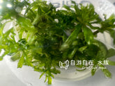 ADA 噴泉太陽 Pogostemon helferi IC035